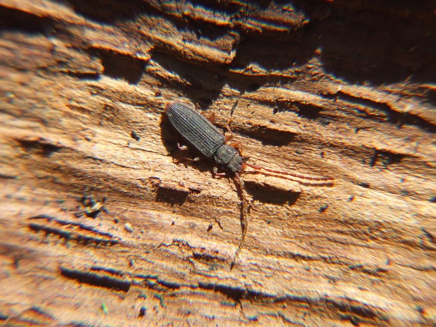 Uleiota planatus - hosszúcsápú fogasnyakú-lapbogár