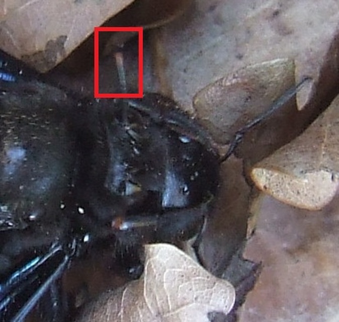 Xylocopa violacea - kék fadongó