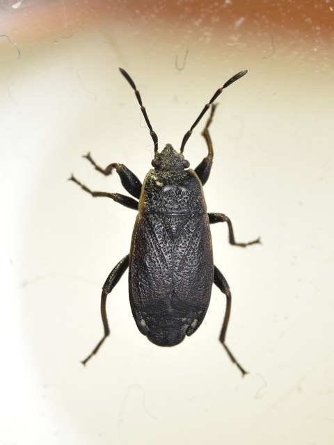 Pyrrhocoris marginatus - szegélyes bodobács