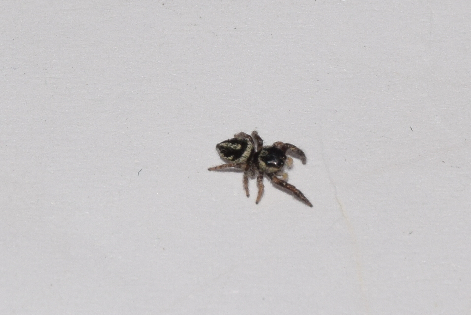 Pellenes nigrociliatus - csigás ugrópók