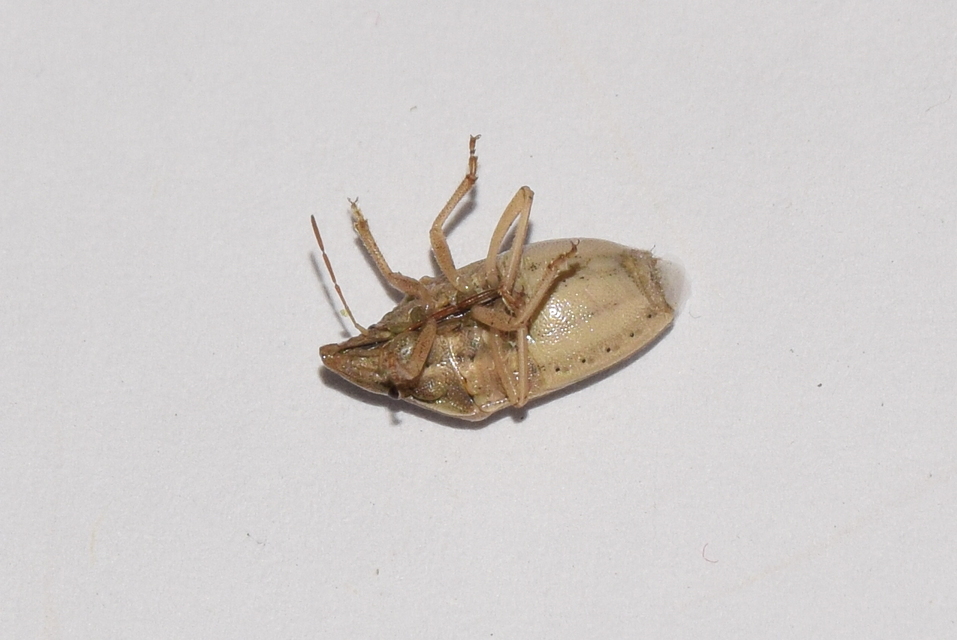 Aelia rostrata - csőrös szipolypoloska Aelia rostrata - csőrös szipolypoloska