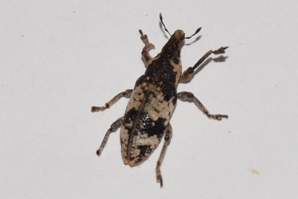 Bothynoderes affinis - sávos barkó