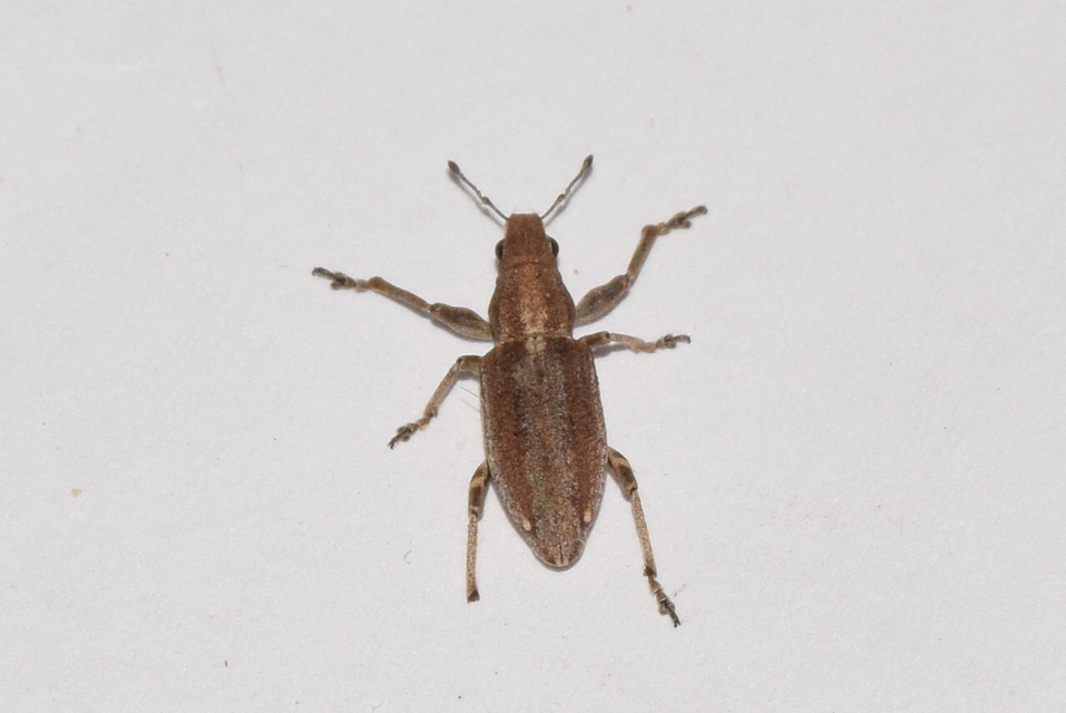 Charagmus griseus - szürke csipkézőbogár