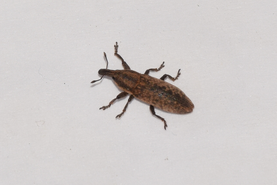 Lixus brevipes - vaskosorrú dudvabarkó