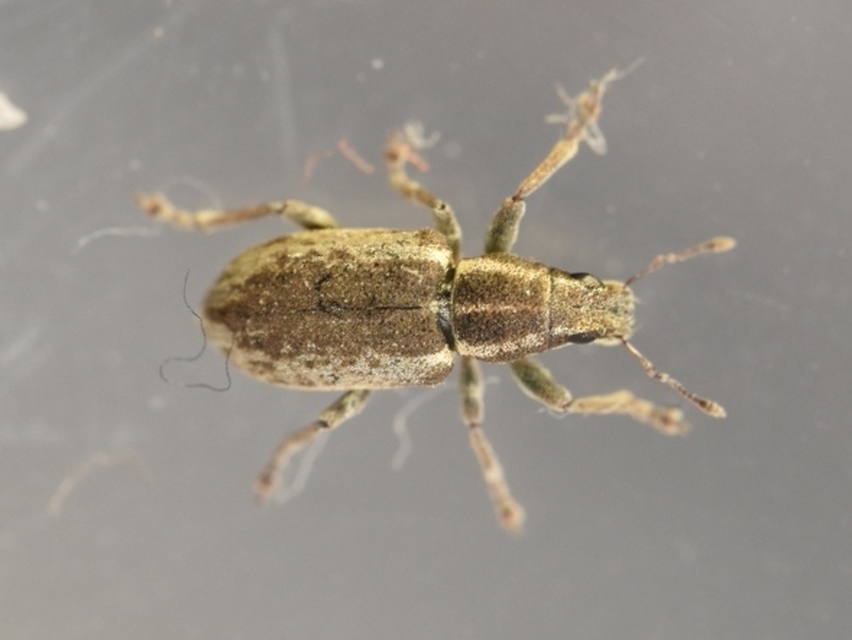 Sitona humeralis - lucerna-csipkézőbogár