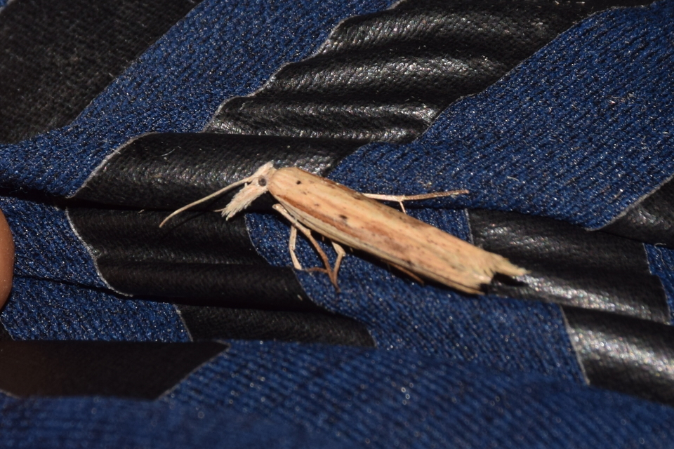 Ypsolopha mucronella - kecskerágómoly