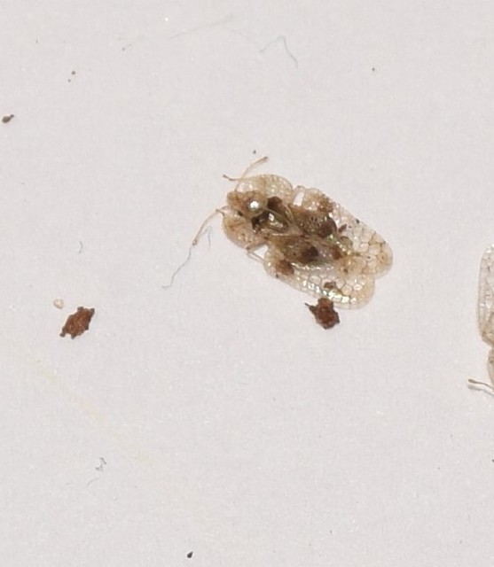 Corythucha arcuata - tölgy-csipkéspoloska
