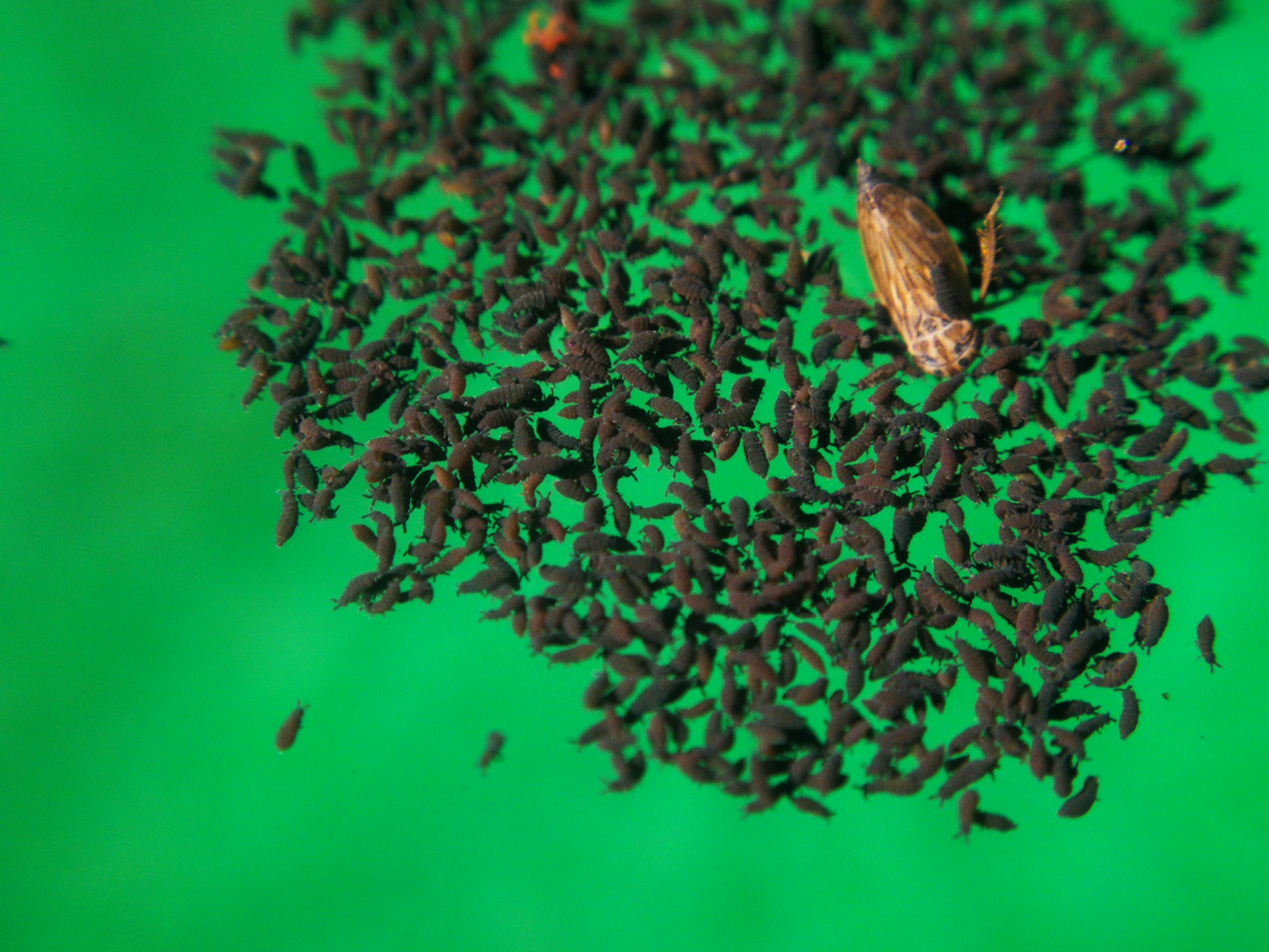 Ceratophysella