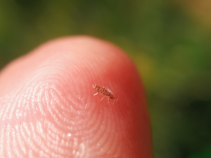 Entomobrya multifasciata