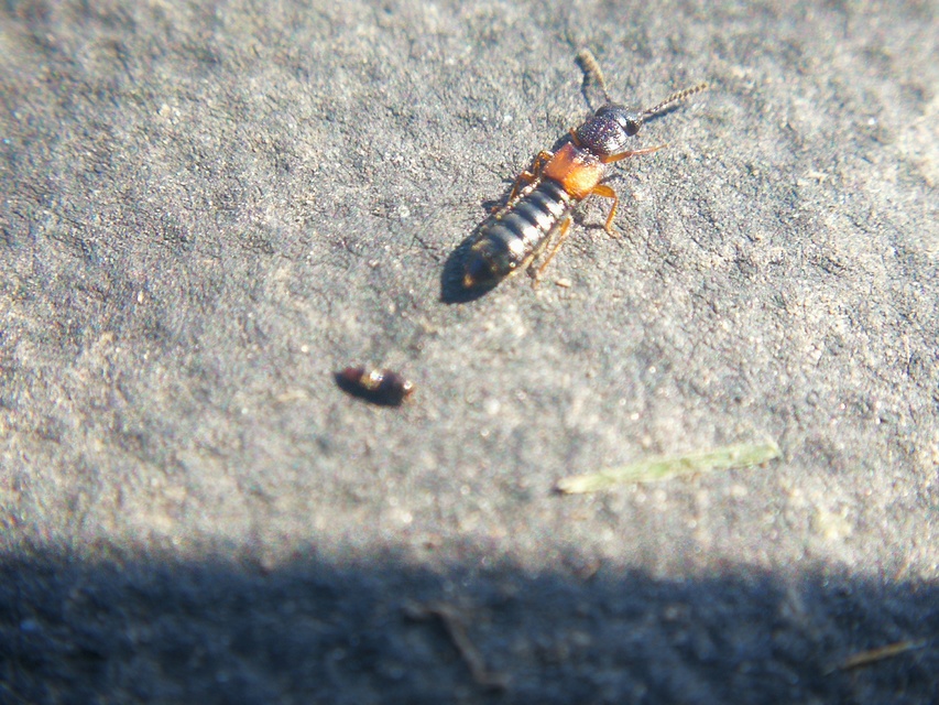 Anotylus insecatus - csipkéshátú korhóholyva
