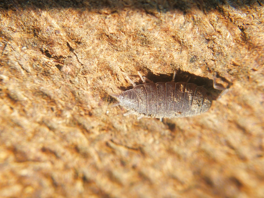 Porcellionides pruinosus - hamvas ászka Porcellionides pruinosus - hamvas ászka
