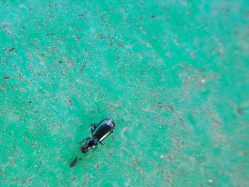 Amblystomus niger - fekete árvafutonc