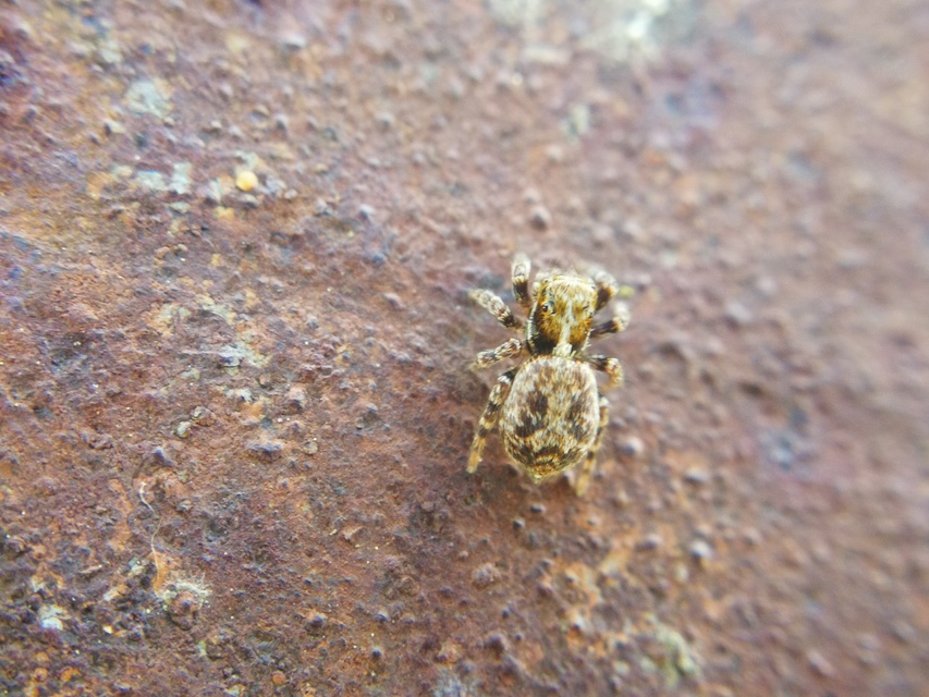 Pseudeuophrys