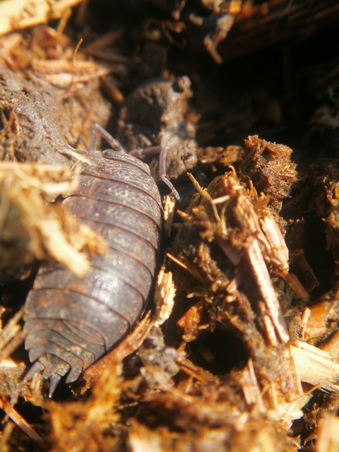 Porcellio scaber - érdes pinceászka