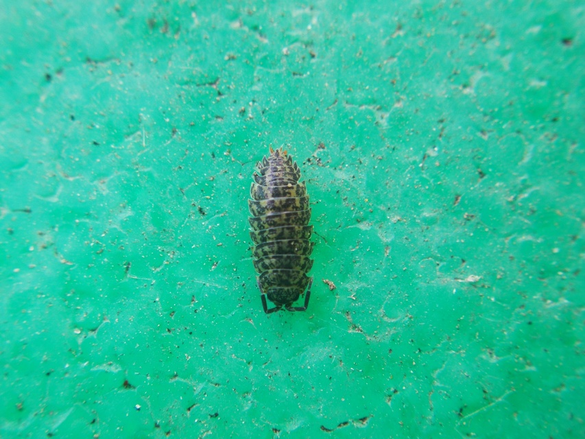 Porcellium collicola - gyakori tarkaászka