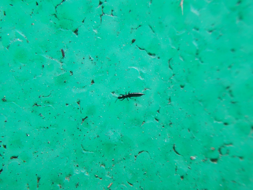 Thysanoptera - Tripszek