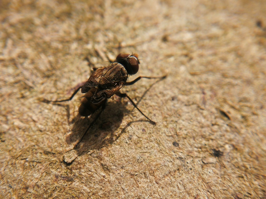 Anthomyiidae - viráglegyek