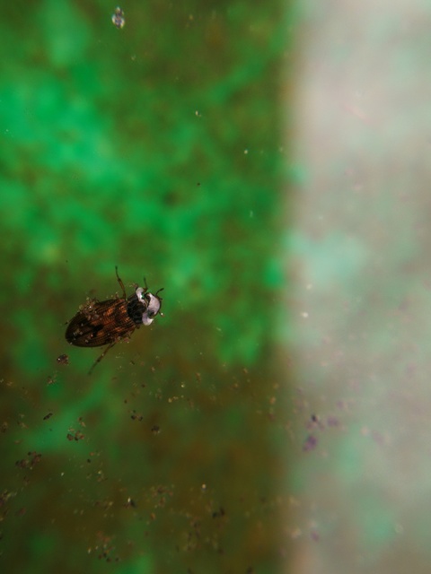 Helophorus