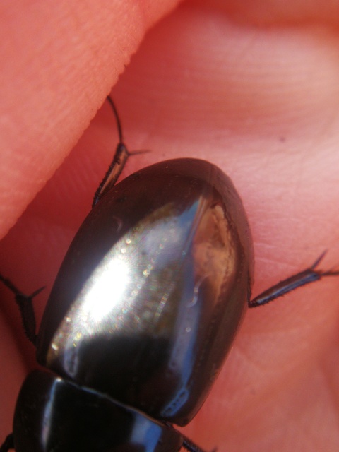 Hydrochara caraboides - kis csibor