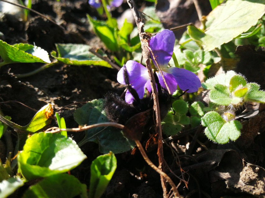 Xylocopa violacea - kék fadongó