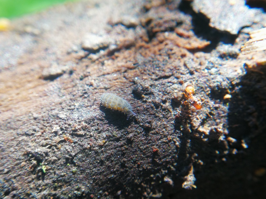 Collembola - Ugróvillások