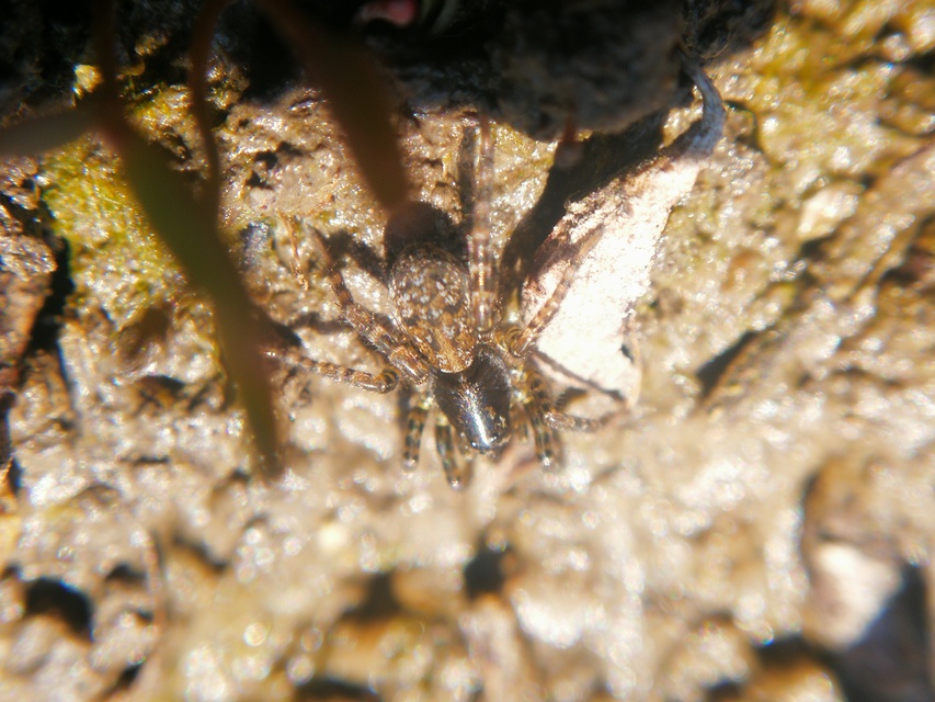 Arctosa leopardus