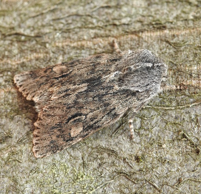 Brachionycha nubeculosa - zömök fésűsbagoly