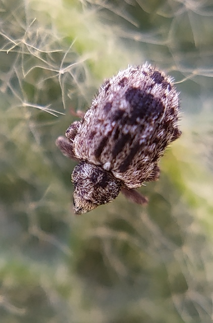 Cleopus solani - hosszúszőrű csucsorormányos