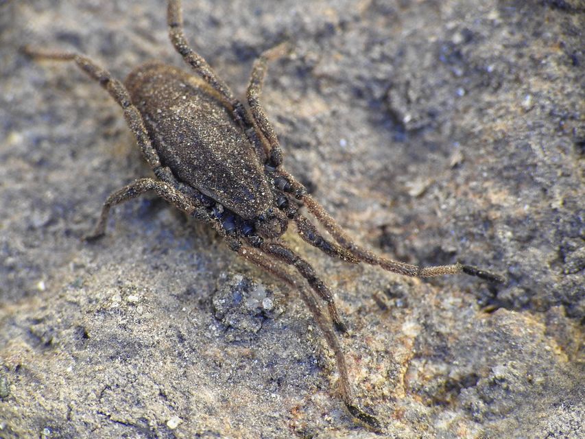 Trogulus tricarinatus
