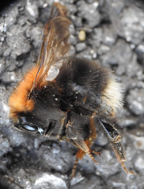 Bombus hypnorum - mohás poszméh