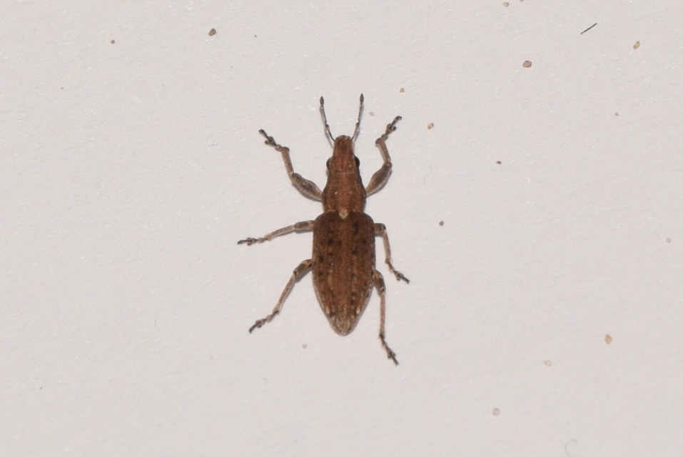 Charagmus griseus - szürke csipkézőbogár