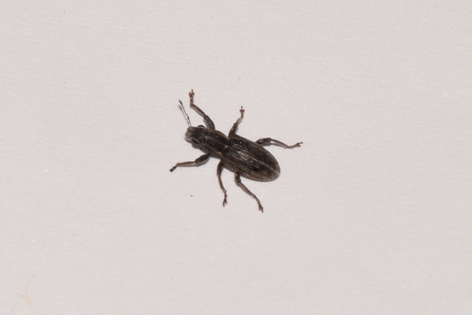 Sitona puncticollis - nagy csipkézőbogár