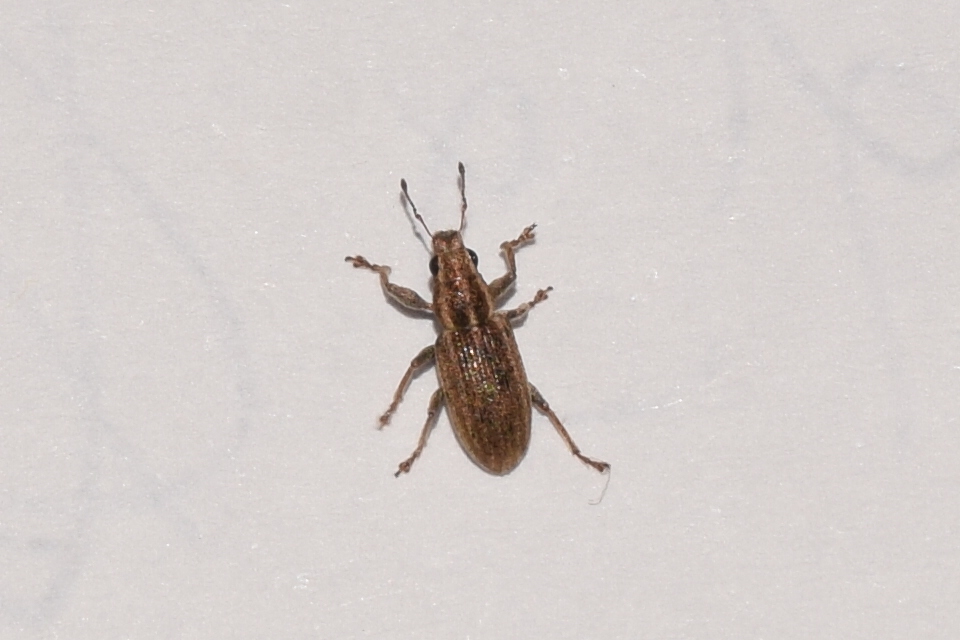 Sitona suturalis - fémes csipkézőbogár