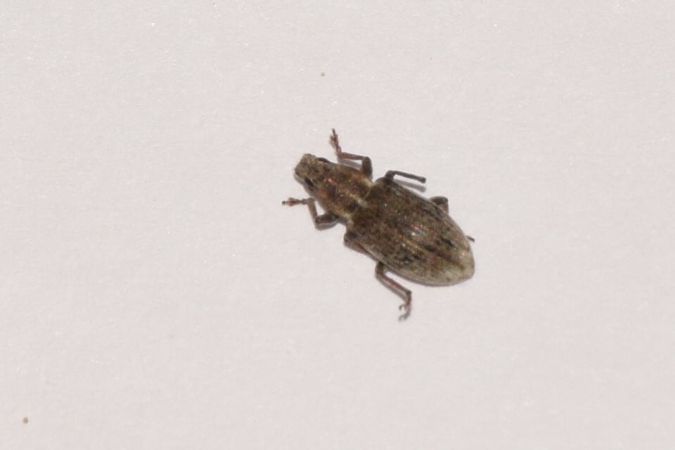Sitona humeralis - lucerna-csipkézőbogár