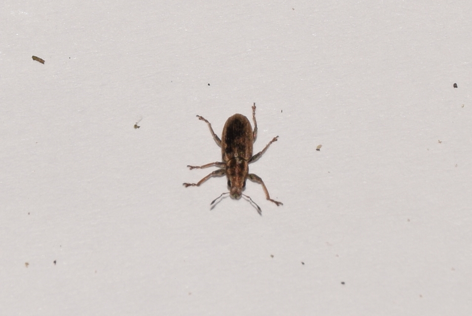 Sitona suturalis - fémes csipkézőbogár