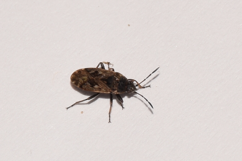 Sphragisticus nebulosus - foltos bodobács