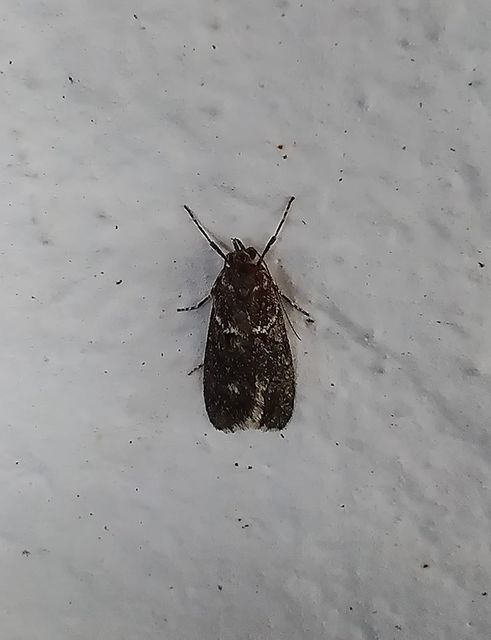 Diurnea fagella - szürke tavaszimoly