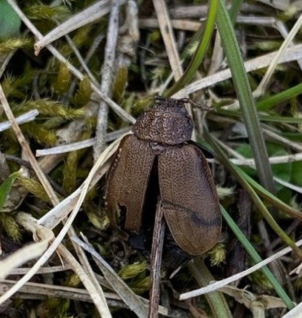 Galeruca pomonae - barna olajosbogár