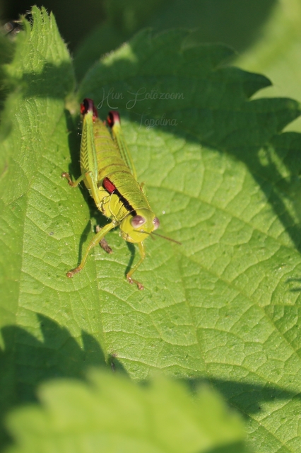 Odontopodisma decipiens - déli hegyisáska