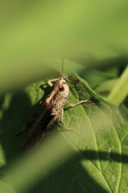 Chorthippus mollis - halk tarlósáska