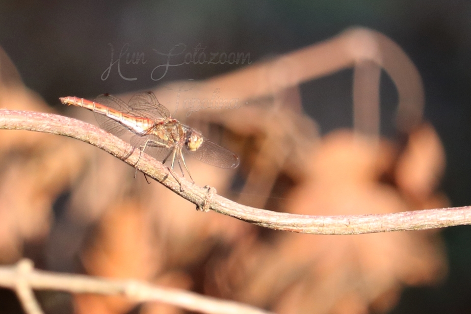 Sympetrum vulgatum - barkós katona-szitakötő