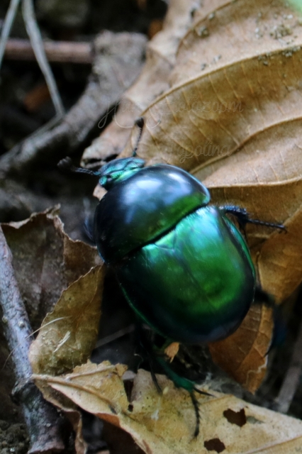 Trypocopris vernalis - tavaszi álganéjtúró