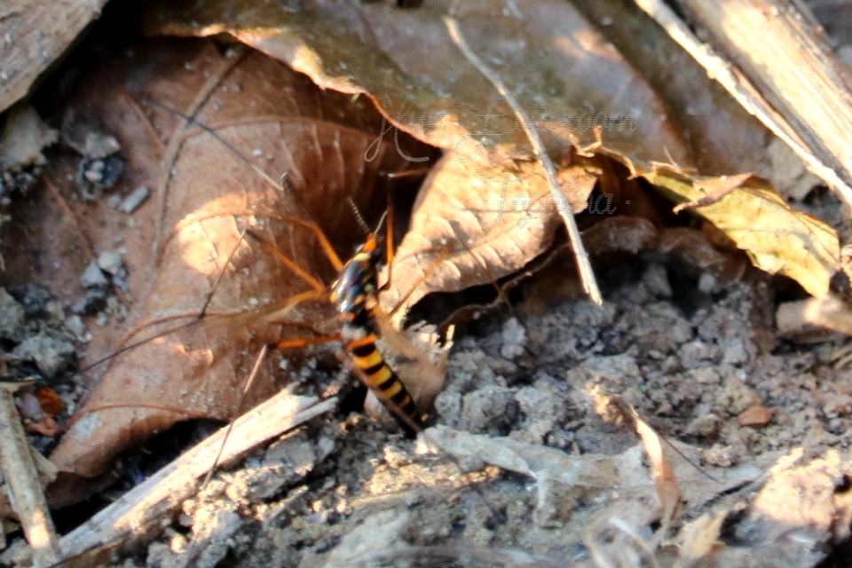 Nephrotoma crocata
