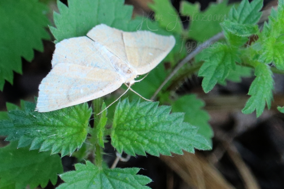 Cyclophora ruficiliaria - vörösrojtú pettyesaraszoló