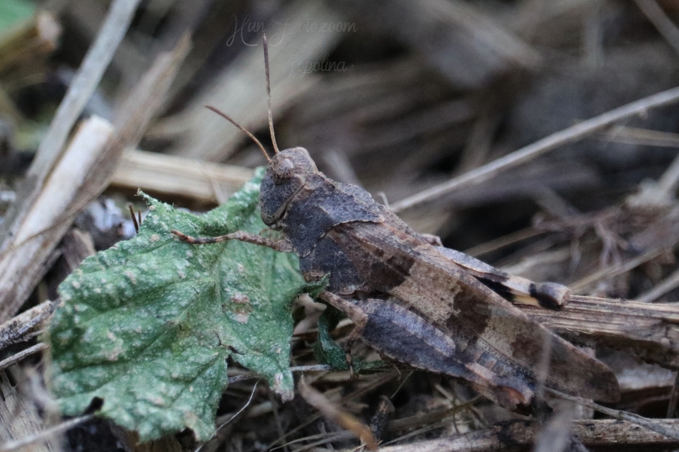 Oedipoda caerulescens - kékszárnyú sáska