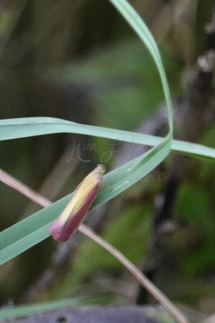 Oncocera semirubella - lucernamoly