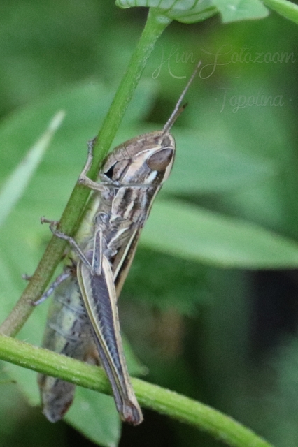 Euchorthippus declivus - rövidszárnyú rétisáska