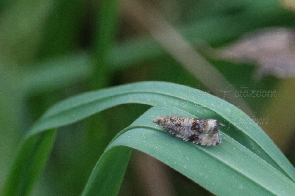 Celypha lacunana - vízparti tükrösmoly