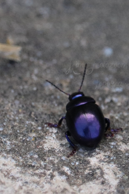 Chrysolina sturmi - vöröslábú levelész