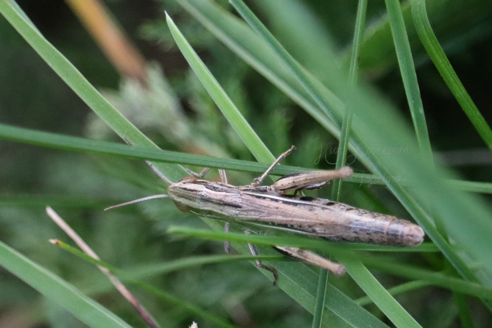 Euchorthippus declivus - rövidszárnyú rétisáska